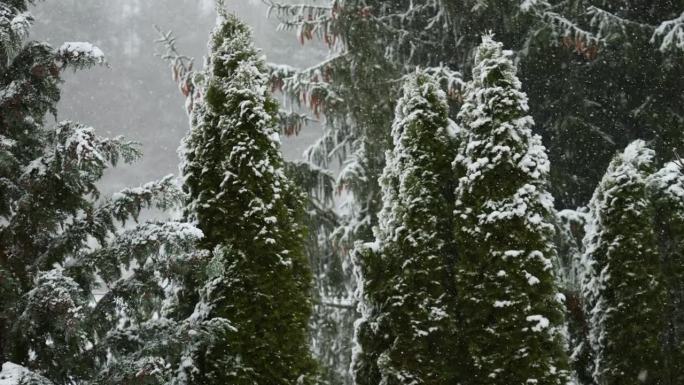 美丽的冬季雪景。迷人的冬天在森林里，雪落在树上。降雪背景下的松树枝。雪花飘落的慢动作冬季景观。