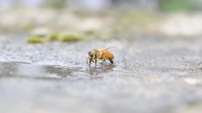 蜜蜂喝水