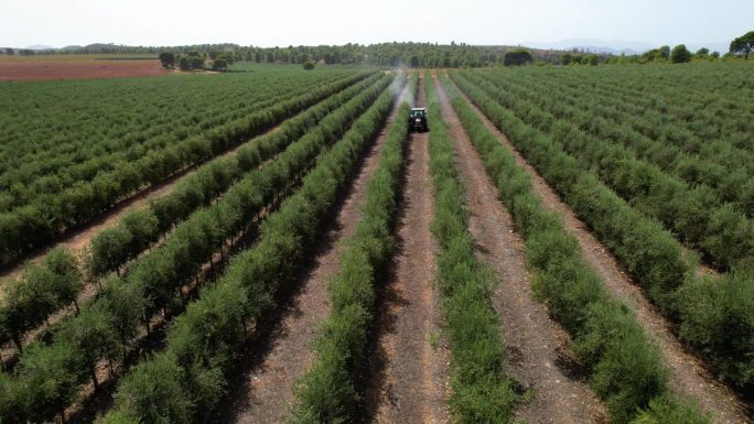 橄榄树喷洒农药