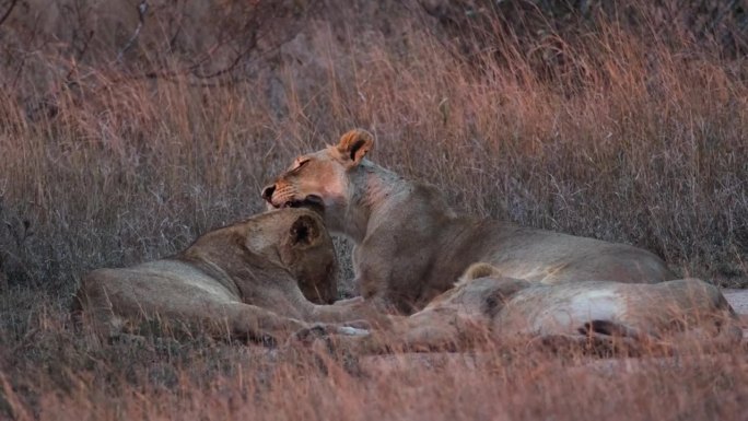 两只母非洲狮躺在稀树草原上，在荒野中互相舔舐。宽