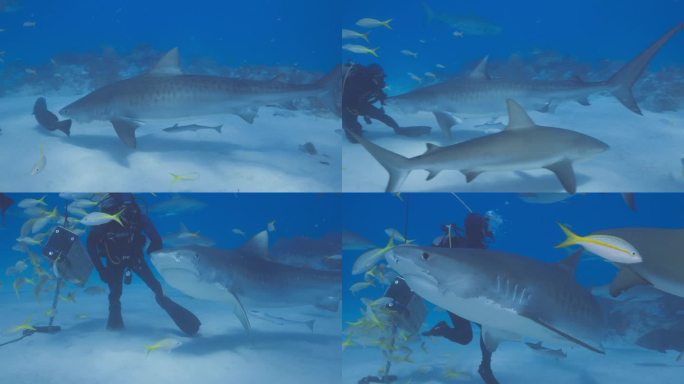 巴哈马群岛的虎鲨