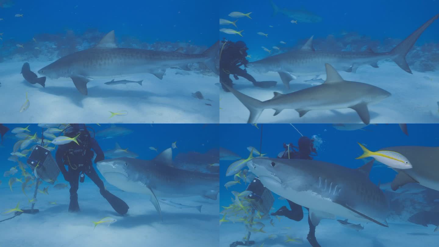 巴哈马群岛的虎鲨