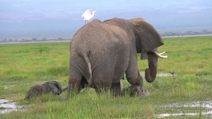 一头牛白鹭骑在大象的背上骑着。