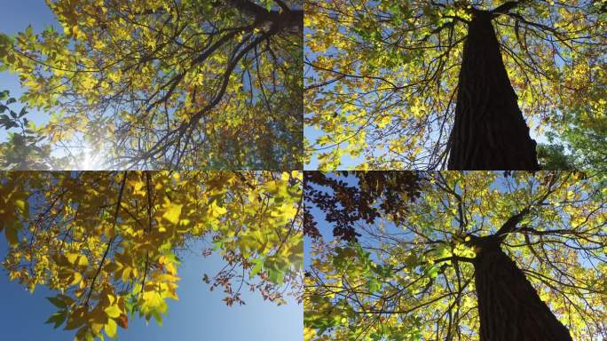 秋天 金秋 金黄色 黄叶 树木 树林
