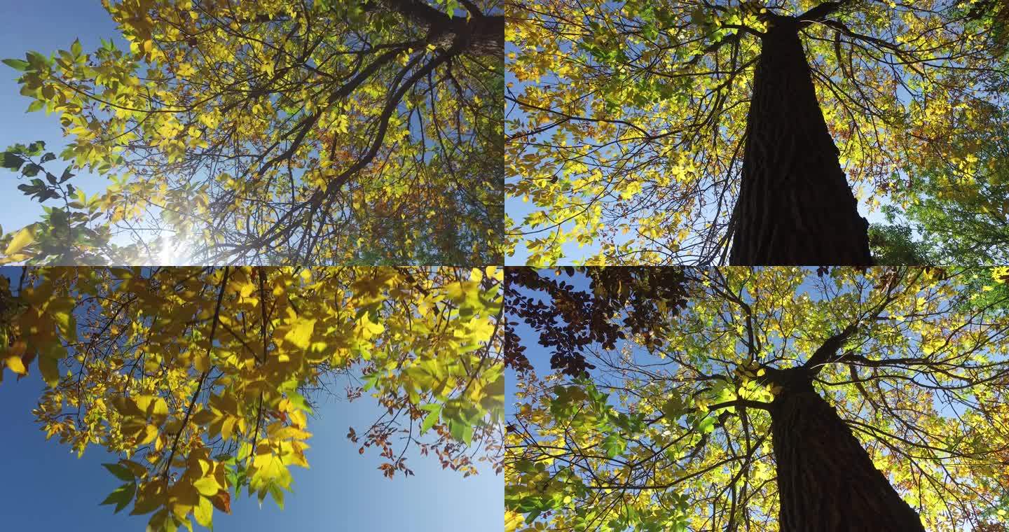 秋天 金秋 金黄色 黄叶 树木 树林