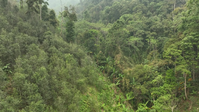 云南西双版纳易武茶山古茶园航拍