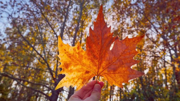 秋叶在手中旋转，阳光在森林的秋天的树枝上闪耀，秋天的季节灵感视频