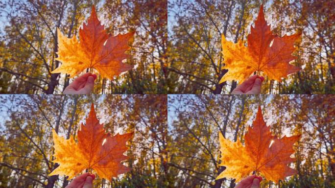 秋叶在手中旋转，阳光在森林的秋天的树枝上闪耀，秋天的季节灵感视频