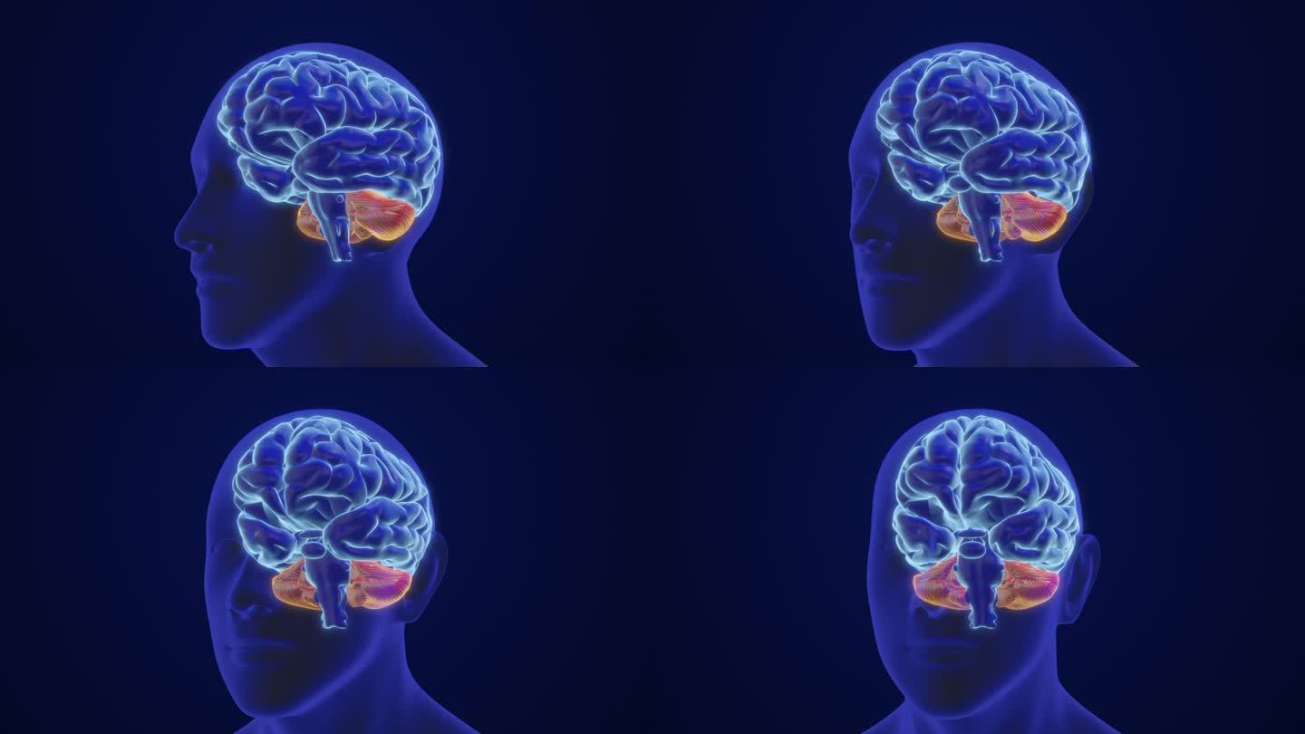 人类大脑的智力ae素材模板背景视频科技