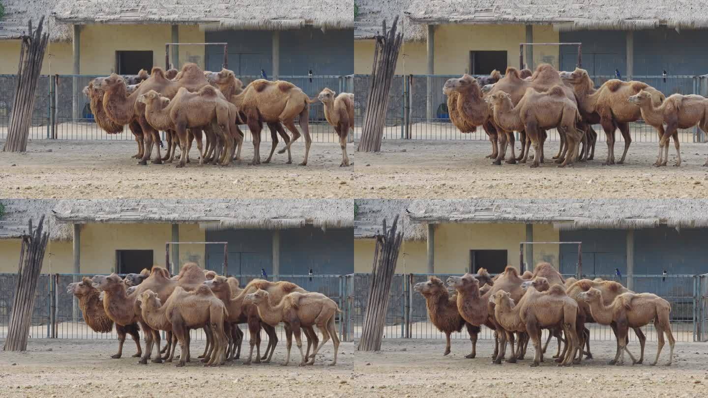 动物园骆驼