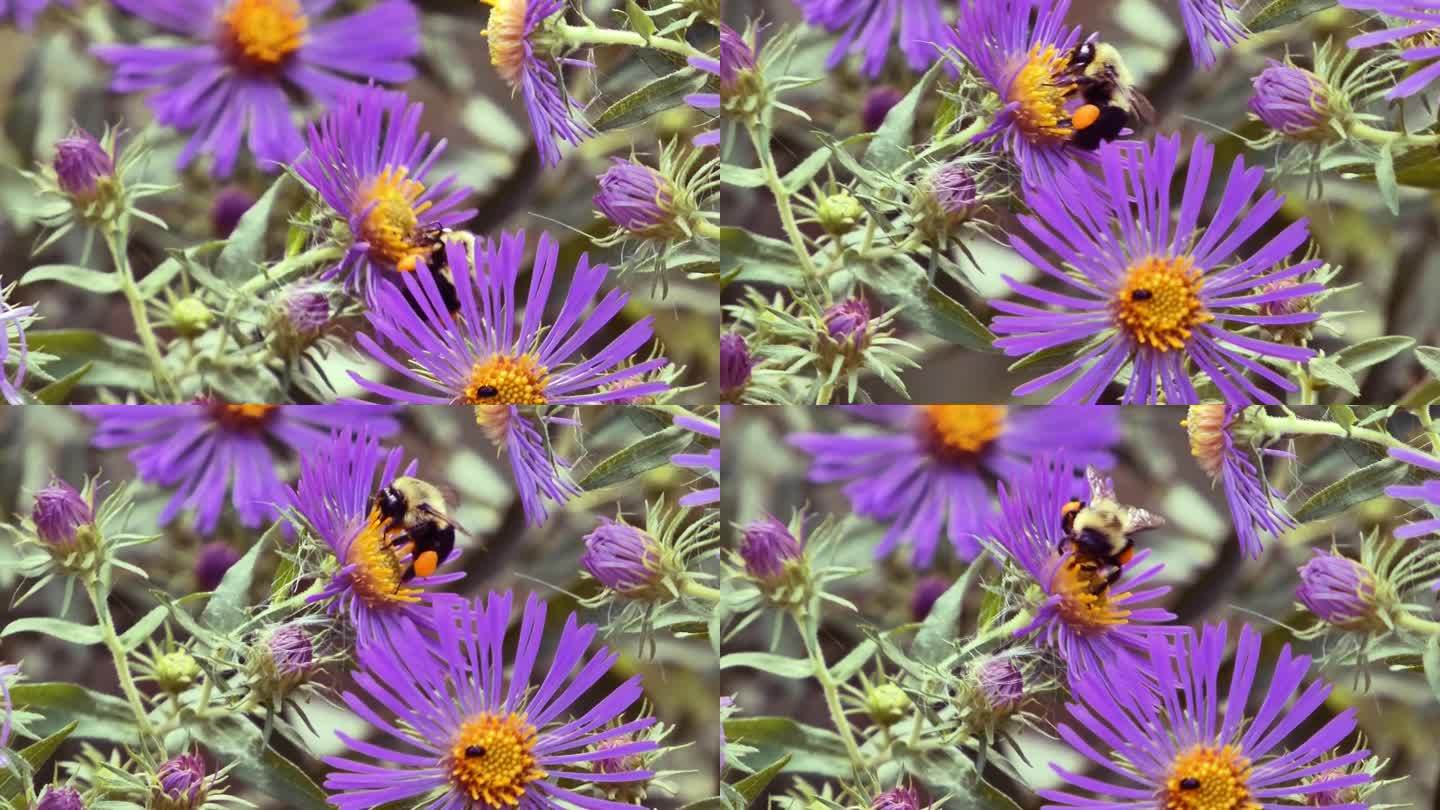 大黄蜂在芳香紫菀上