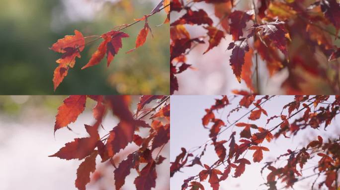 秋天红叶枫叶微风阳光