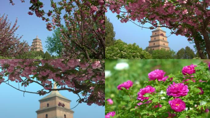 西安大雁塔北广场 春景樱花