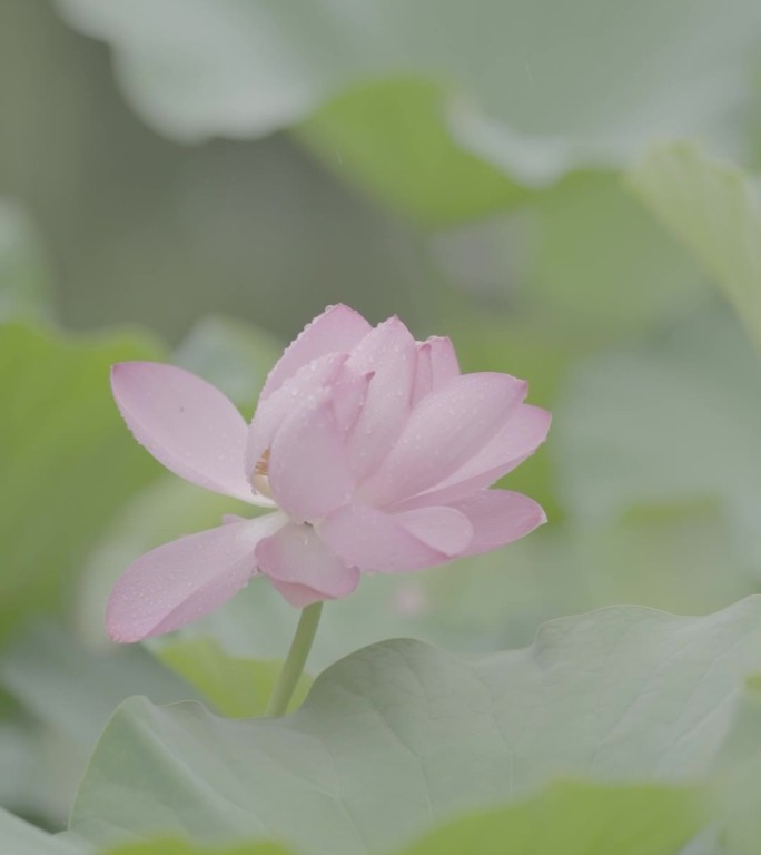 雨下雨草荷花雨滴LOG竖屏抖音快手视频号