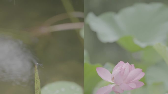 雨下雨草荷花雨滴LOG竖屏抖音快手视频号