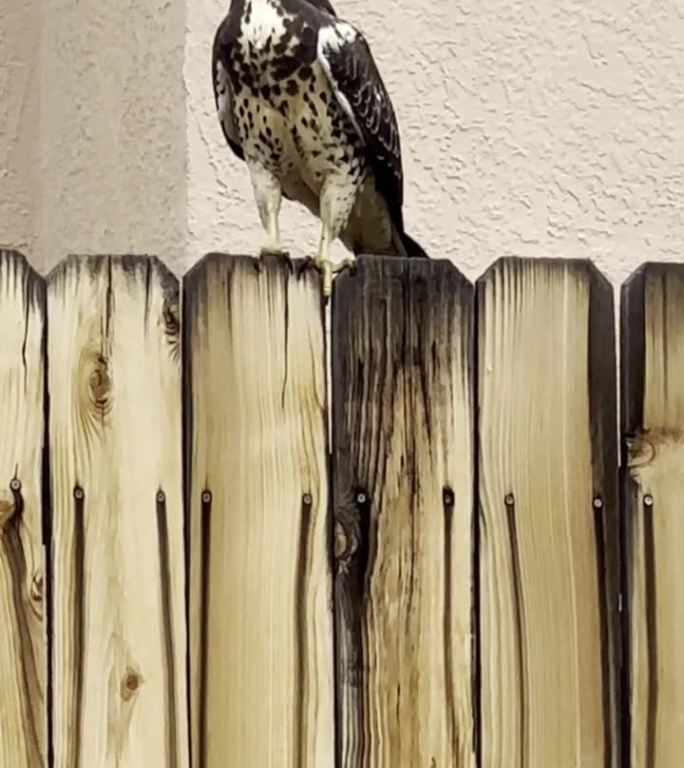 新墨西哥州拉斯克鲁塞斯的木栅栏上警惕的库珀鹰