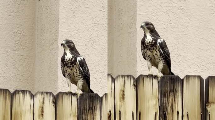 新墨西哥州拉斯克鲁塞斯的木栅栏上警惕的库珀鹰