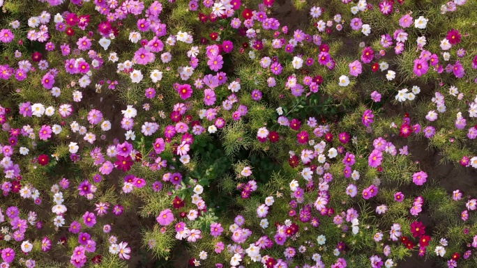 花卉自然风光视频素材