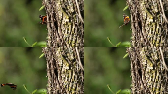 橙白色的黑蝴蝶从苔藓和藤蔓覆盖的树上起飞