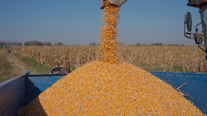 丰收年高标准农田收割玉米农业农民乡村振兴