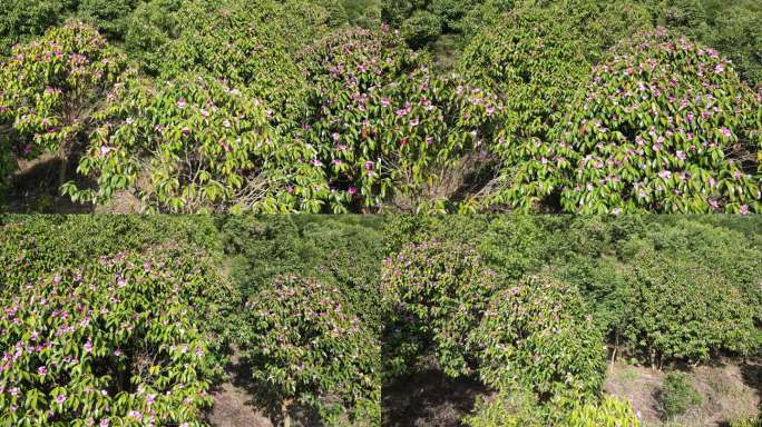 满山遍野野生山茶花盛开航拍