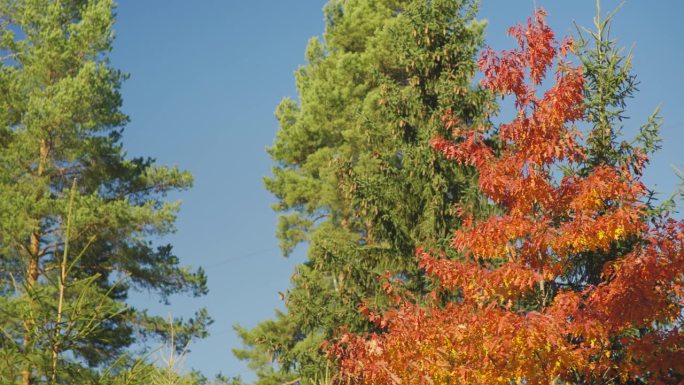 秋日的树梢映衬着蔚蓝的天空，明亮的橘红色树叶在缓慢的风中飘动，背景是绿色的针叶树
