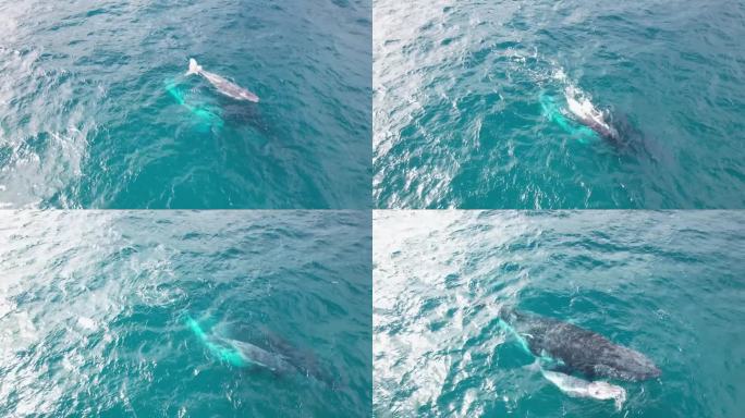 小座头鲸在蓝海中喷水时，在母亲的旁边游泳。——空中