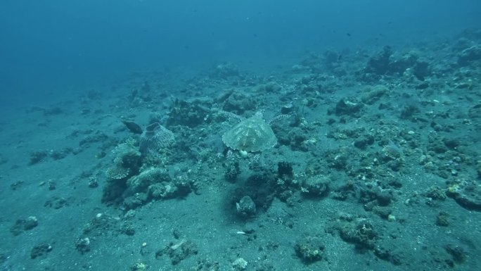 海龟游过珊瑚礁，水下动态慢动作