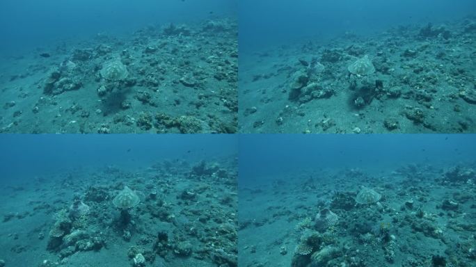 海龟游过珊瑚礁，水下动态慢动作
