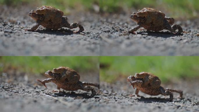春季迁徙时，一只雌蟾蜍驮着一只雄蟾蜍。近景视差拍摄，背景散景。
