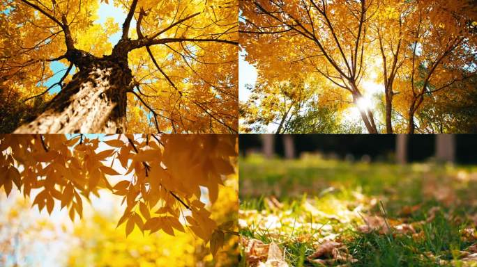 唯美秋天大树秋景-金色树叶落叶-秋天景色