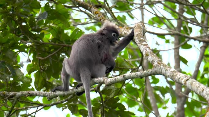 一只黑叶猴(Trachypithecus obscurus)坐在树枝上环顾四周