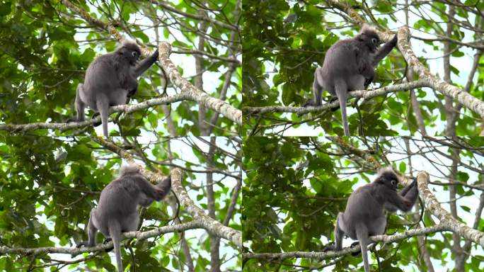 一只黑叶猴(Trachypithecus obscurus)坐在树枝上环顾四周