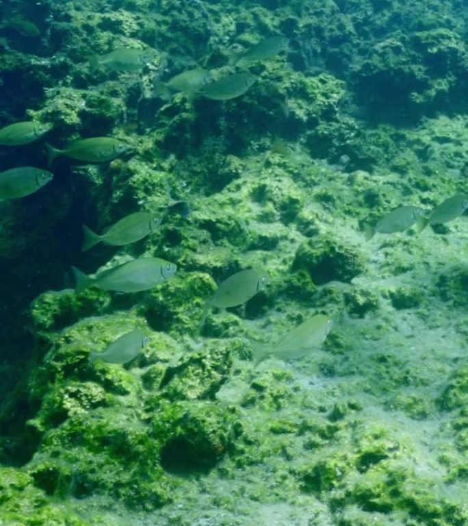 一群游过地中海珊瑚礁附近岩石海床的大理石纹棘足