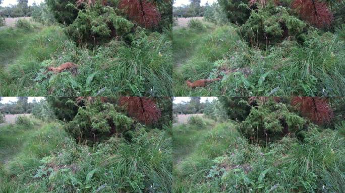 欧洲松貂(Martes Martes)，又称松貂，在阴天的高草丛中移动。萨拉马,爱沙尼亚。