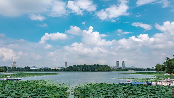 南京玄武湖荷叶风景