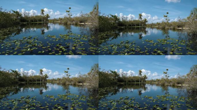 向上倾斜拍摄佛罗里达大沼泽地的一个小公园，中间是一个阴暗的小沼泽湖，上面覆盖着睡莲，周围是棕榈树，这