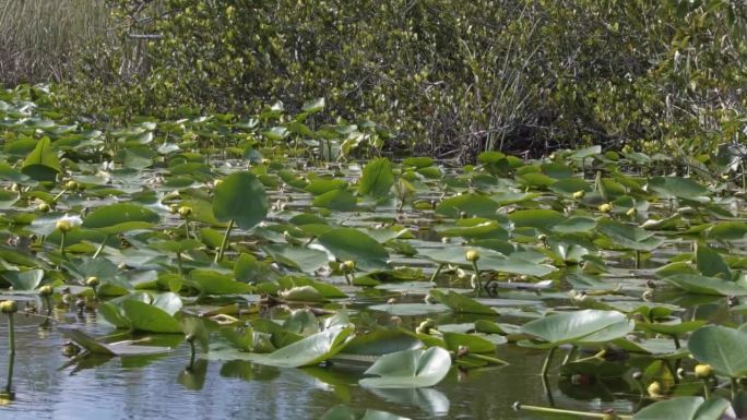 在一个温暖的夏日，迈阿密附近阴暗的佛罗里达大沼泽地里，一大片绿色的荷叶和黄色的花朵被红树林包围，慢镜