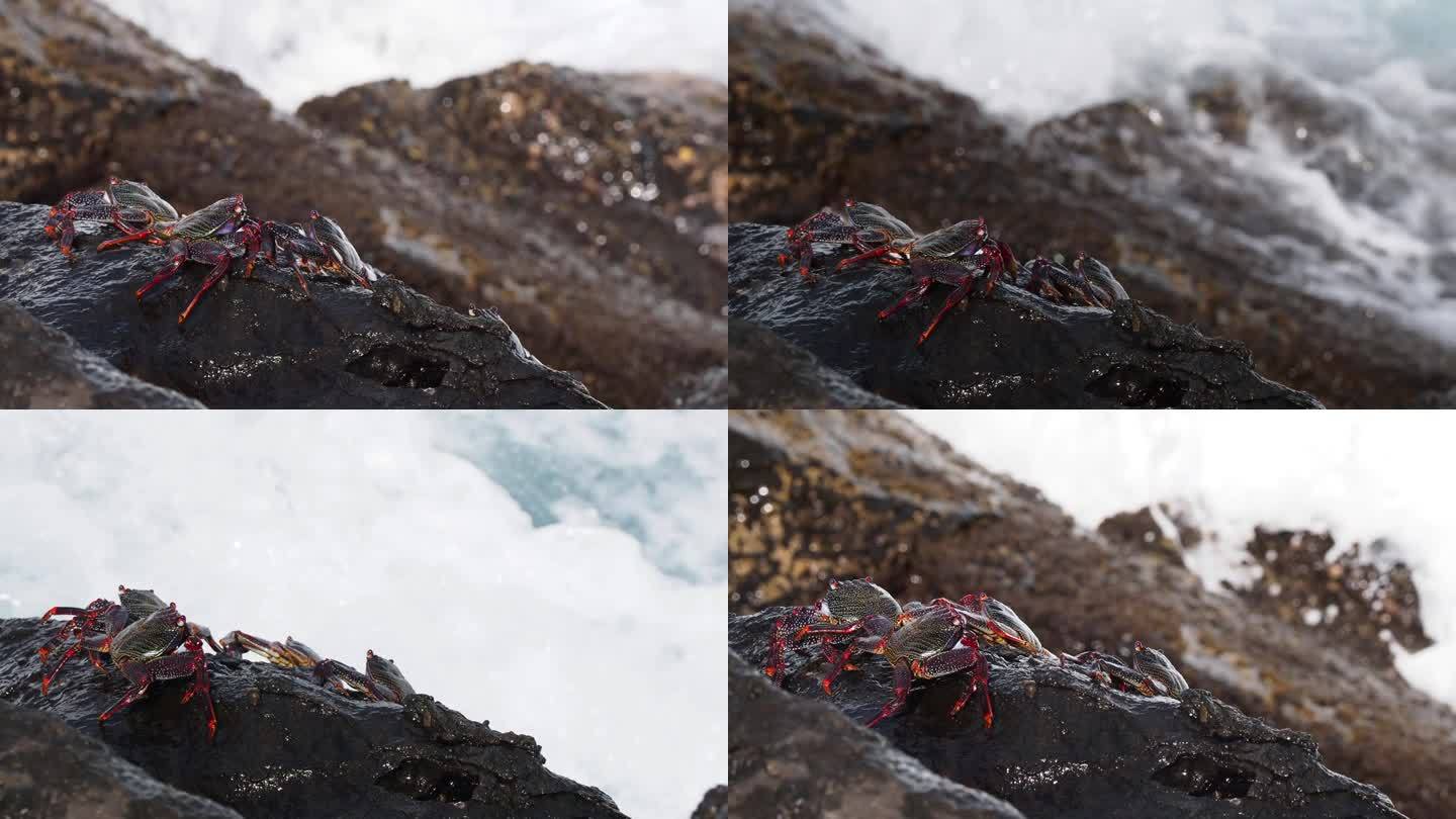 螃蟹在火山岩石上，海浪拍打着它们