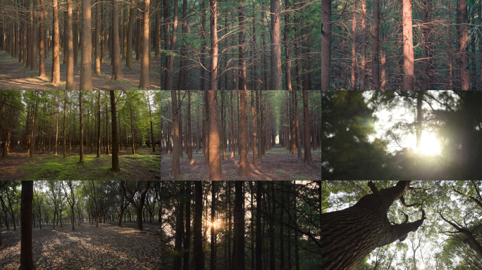 阳光扫过树林 阳光树林 木材  时间流逝