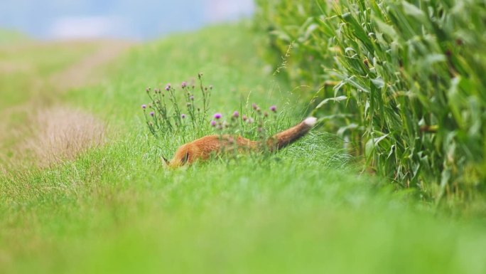 小红狐(Vulpes Vulpes)沿着玉米地在草地上猎食