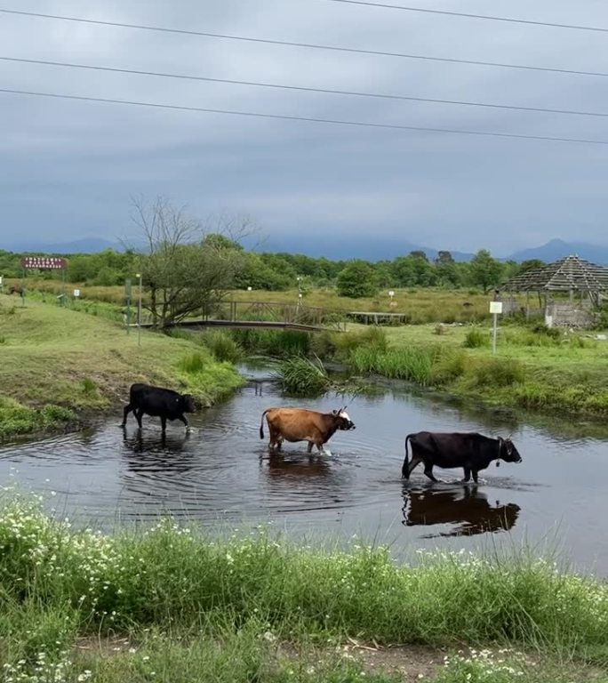 牛吃草，过河