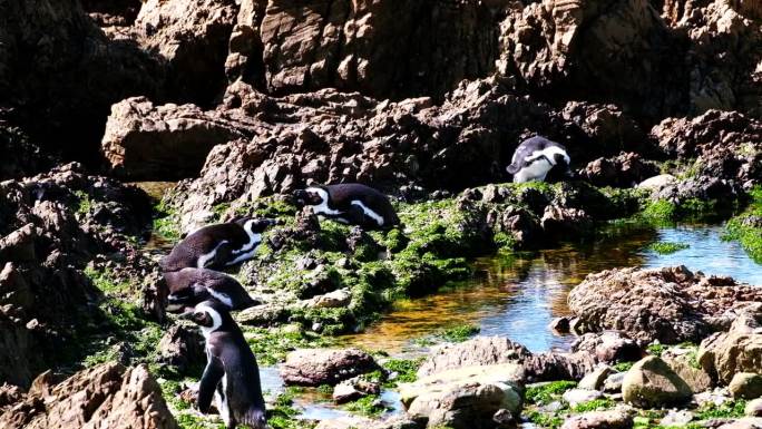 一群摇摇摆摆的海角企鹅在锯齿状的海岸岩石上晒日光浴，远摄