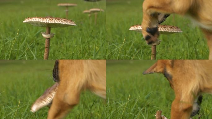 特写，DOF:棕色的狗用爪子把大阳伞蘑菇上的帽子扯下来