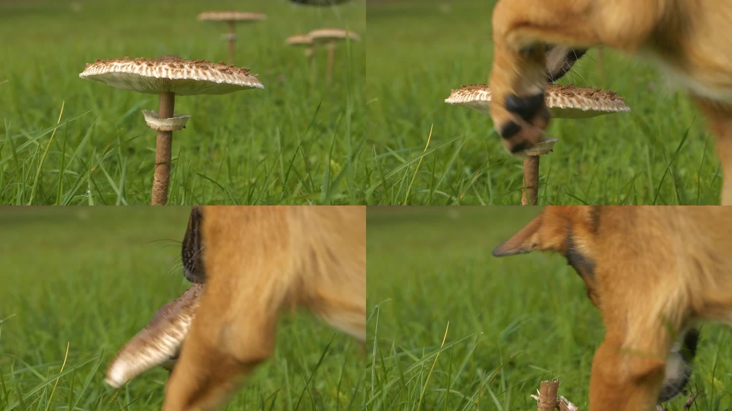 特写，DOF:棕色的狗用爪子把大阳伞蘑菇上的帽子扯下来