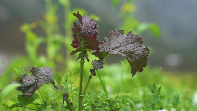 卷心菜 包菜种植基地 蔬菜种植 现代农业