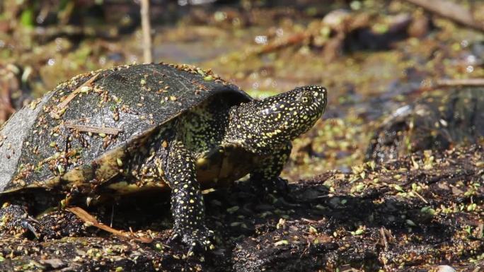 欧洲塘龟在克罗地亚科帕奇利特湿地的原木上休息