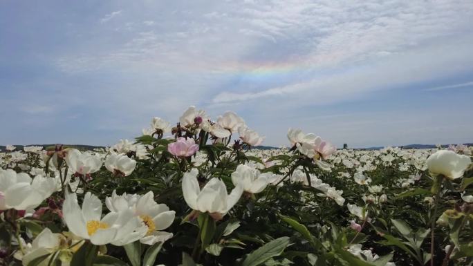 芍药画面