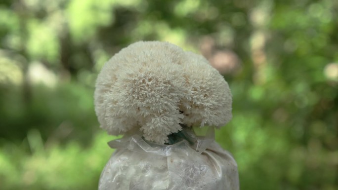 种植袋里的白竹菇旋转拍摄白竹菇
