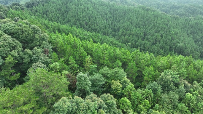 松树林俯拍树林航拍森林绿色植被山间林地